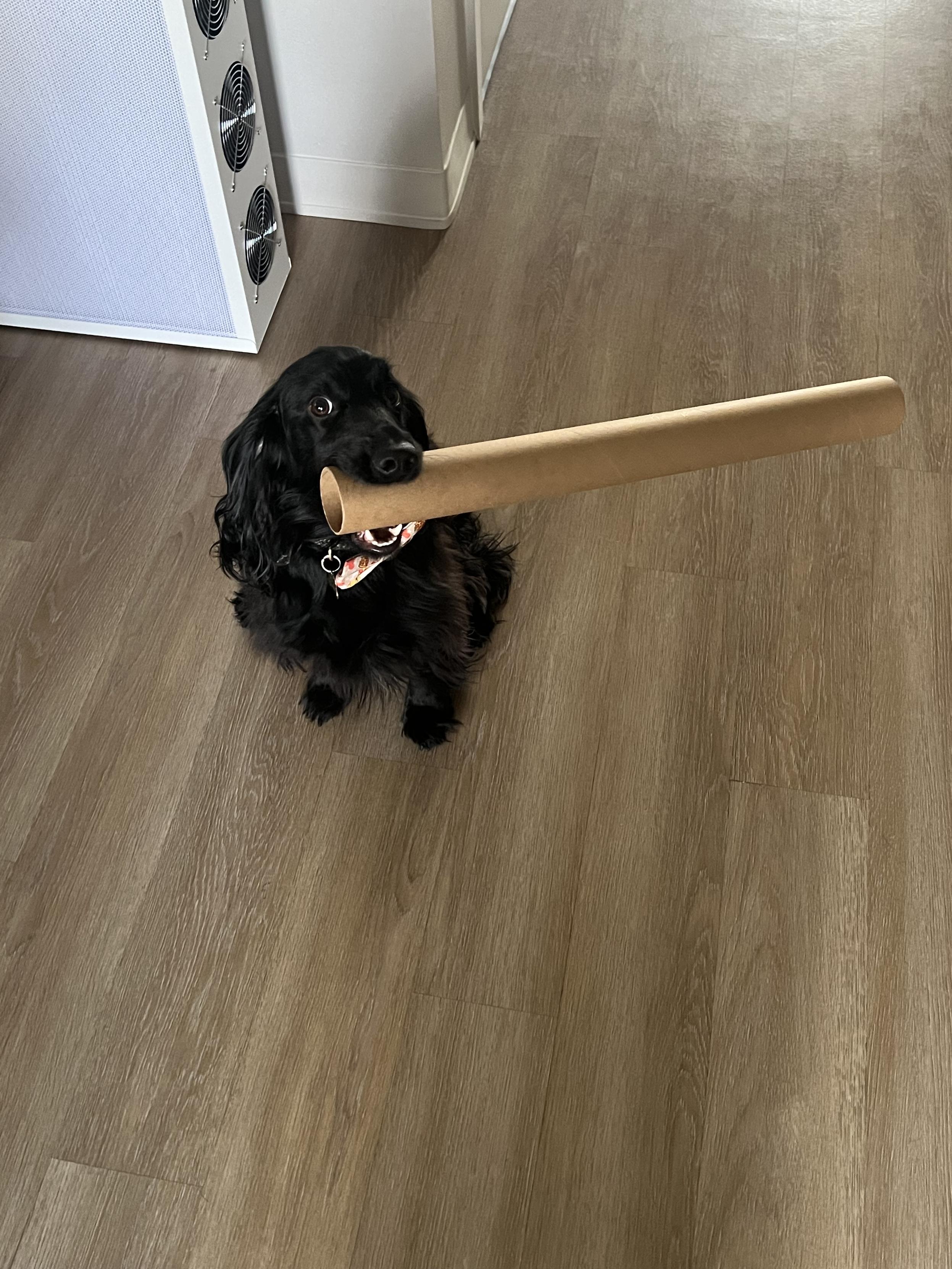 A small black cocker spaniel named Guinness looks into the camera while holding a large cardboard tube in his mouth
