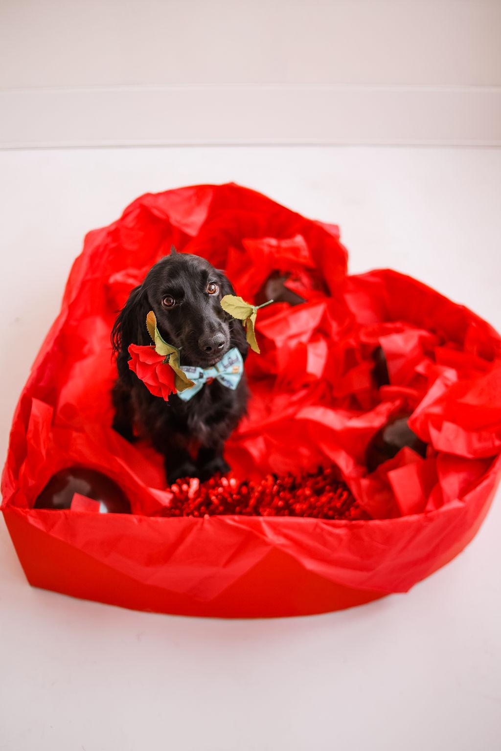 A black cocker spaniel sitting in a large fake, heart shaped box of chocolates. He’s looking into the camera holding a rose in his mouth.