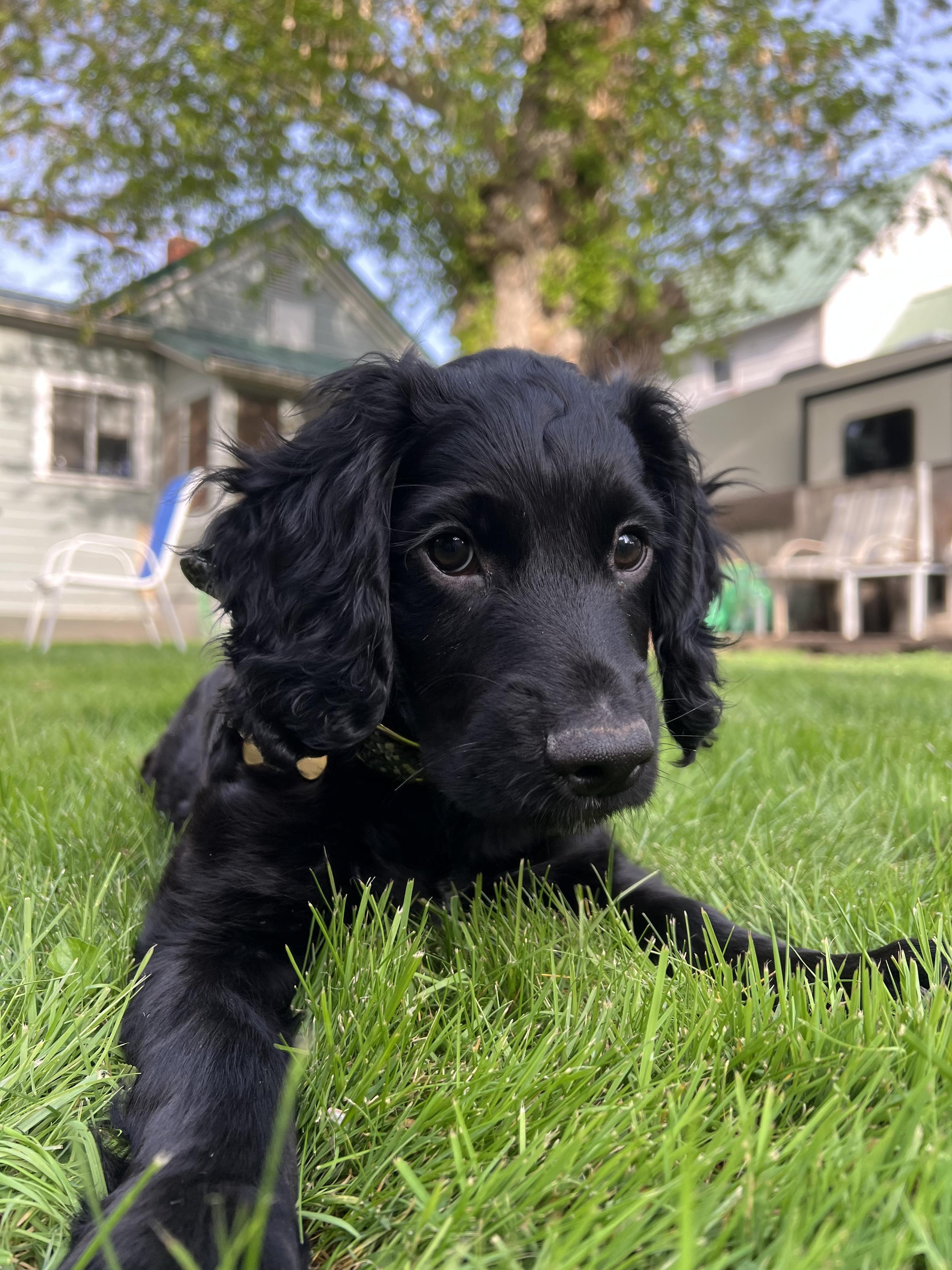 A black dog looking into the camera while laying on grass