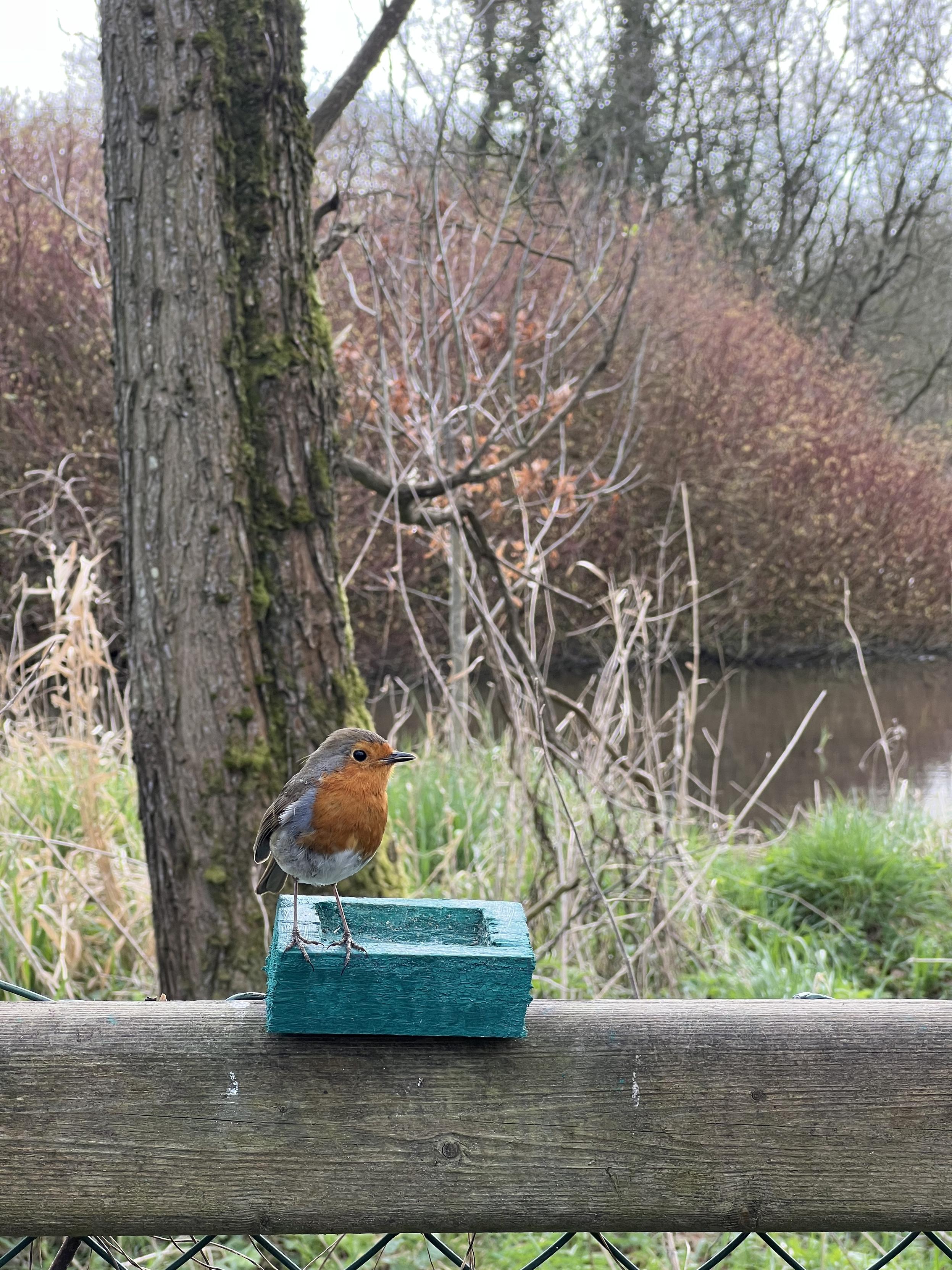 A robin sitting on a fence in front of some bushes and a pond