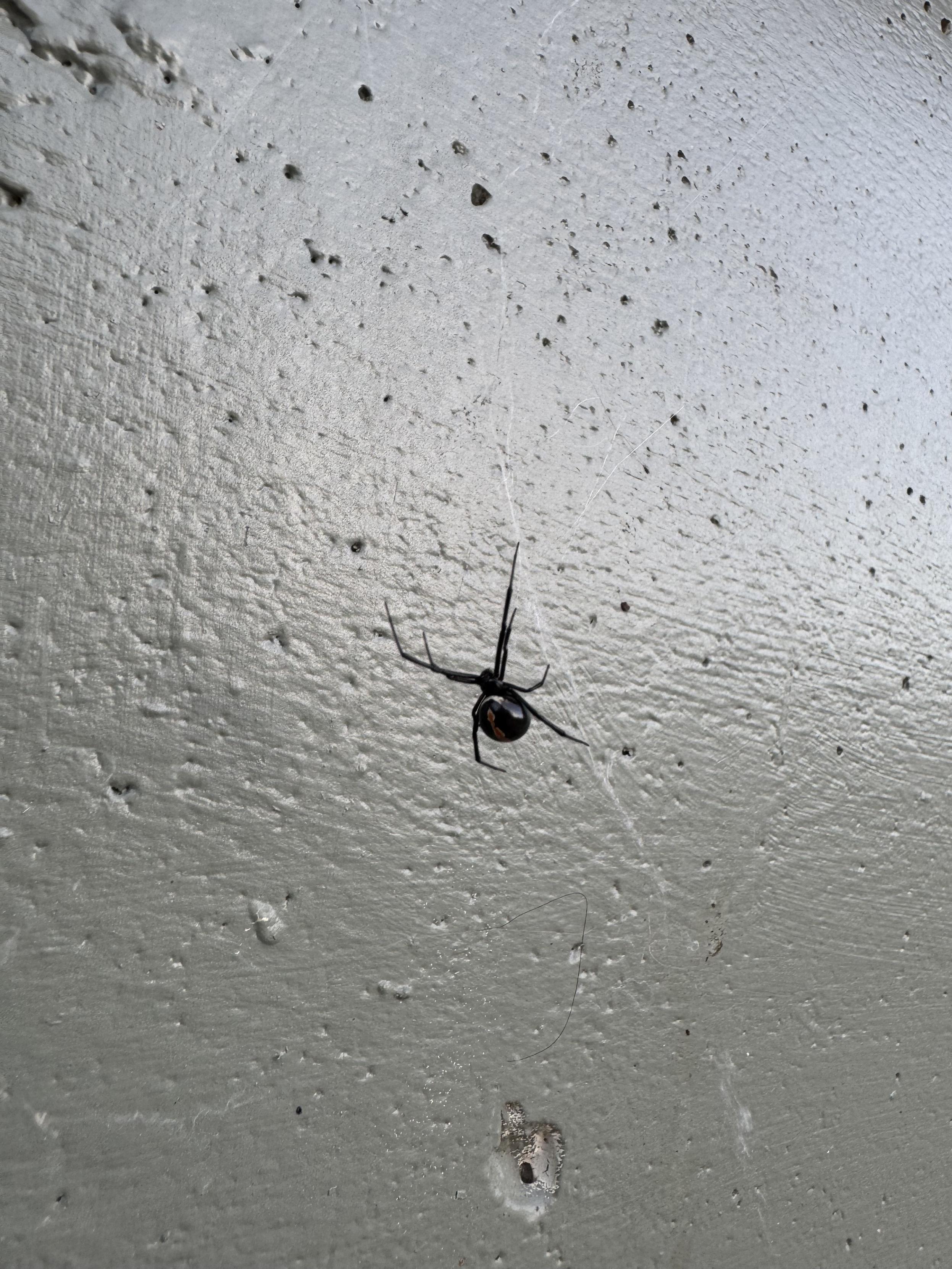 A shiny black western widow spider hanging on a web