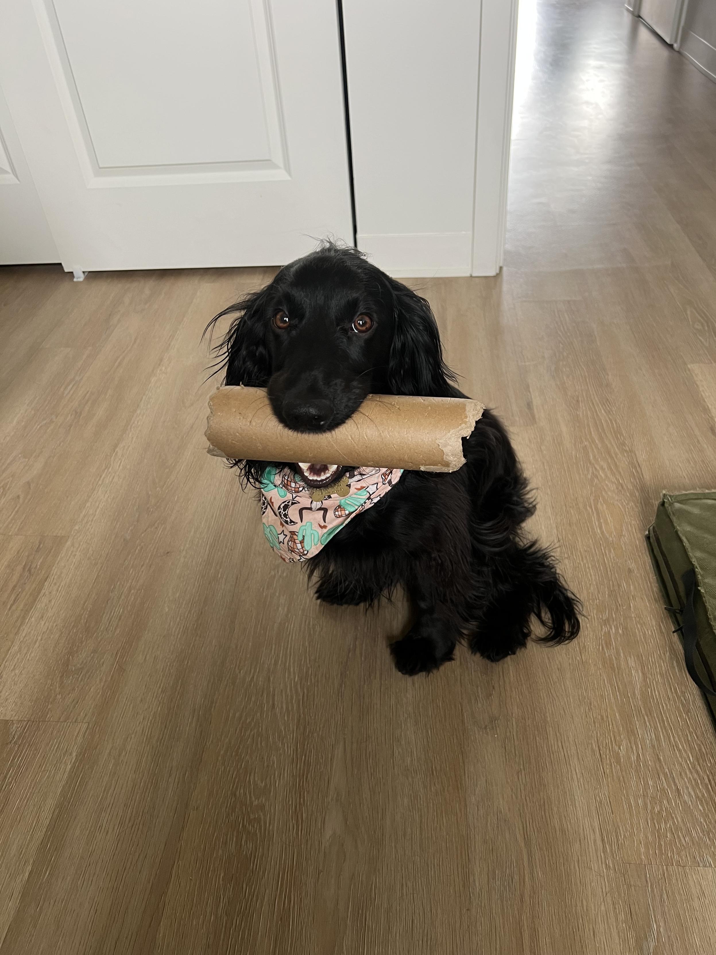 A black cocker spaniel named Guinness holding a tattered cardboard tube. He’s wearing a pink bandanna around his neck and looking directly at the camera.