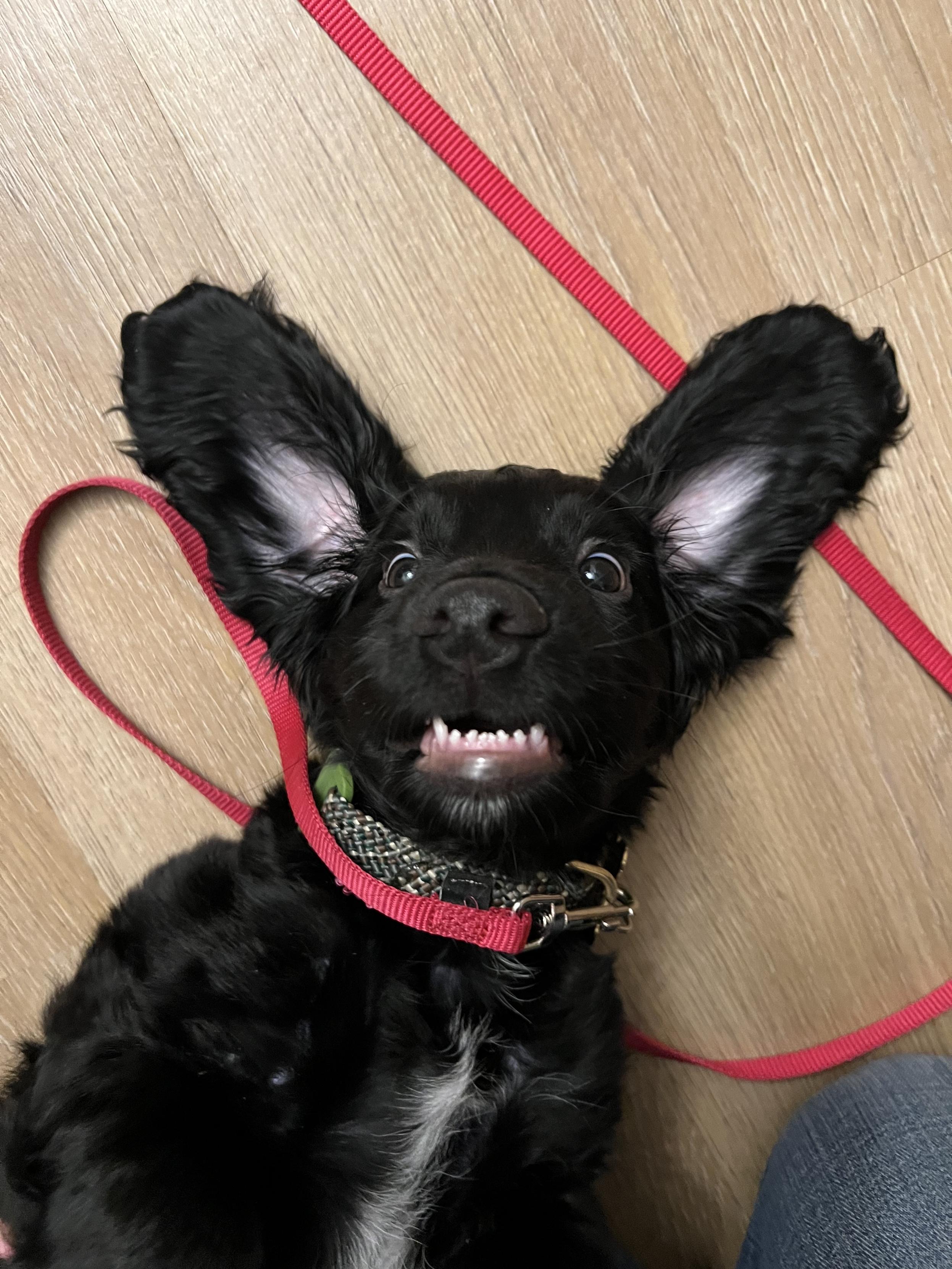 A black dog laying on his back. He’s ears a flopped ok the ground and he’s teeth are showing. A read leash is draped on the across him and around him.